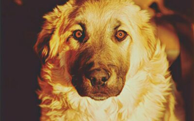 Chapitre 4 : La nation des chiens